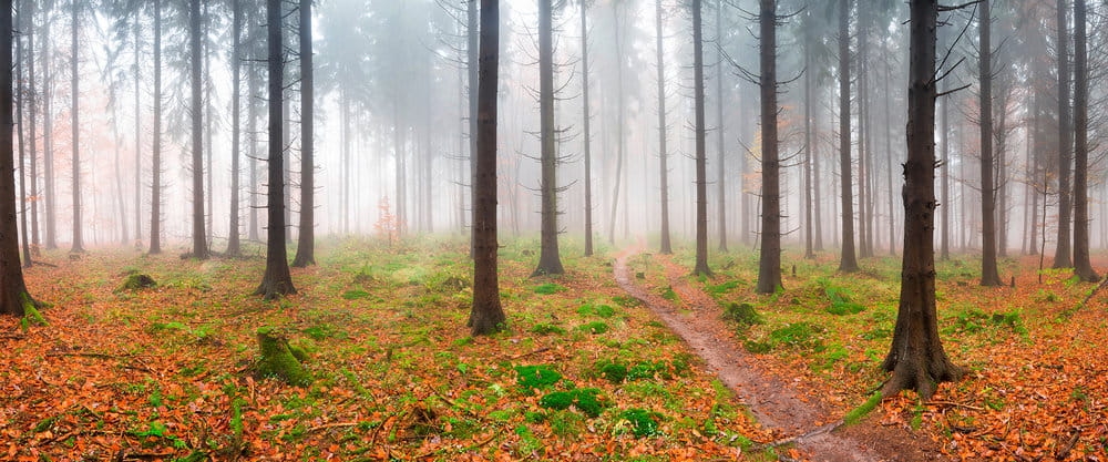 Fototapeta AP Digital 3 AS471837  200g flizelina premium 6,00 m x 2,50 m