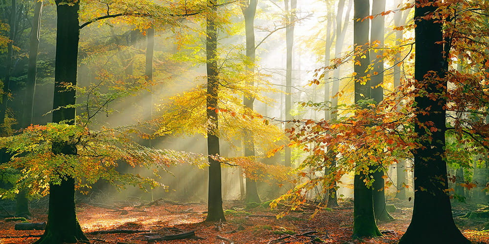 Fototapeta AP Digital 4 DD109232  flizelina strukturalna 5,00 m x 2,50 m