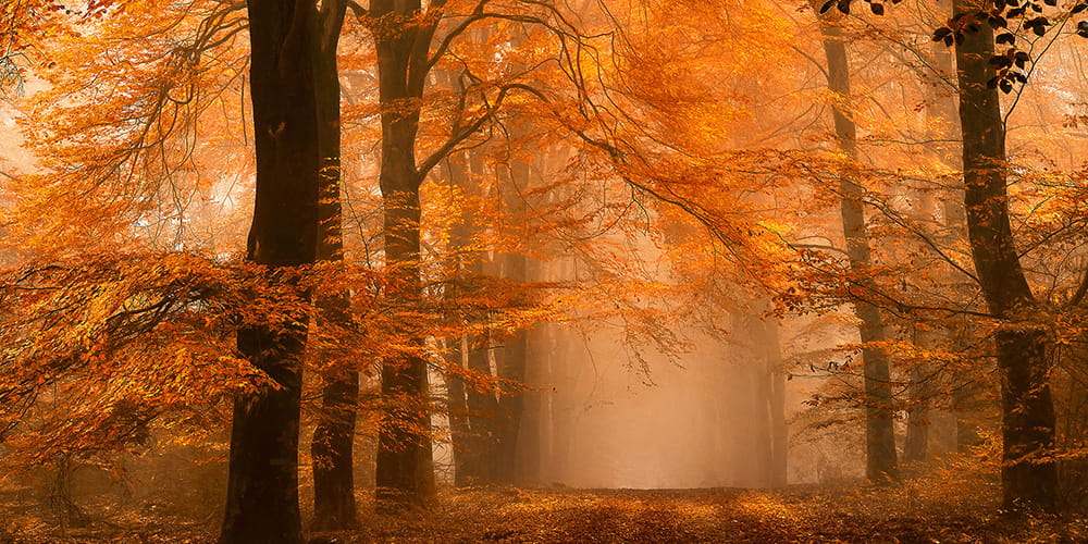 Fototapeta AP Digital 4 DD109256  130g flizelina matowa 5,00 m x 2,50 m