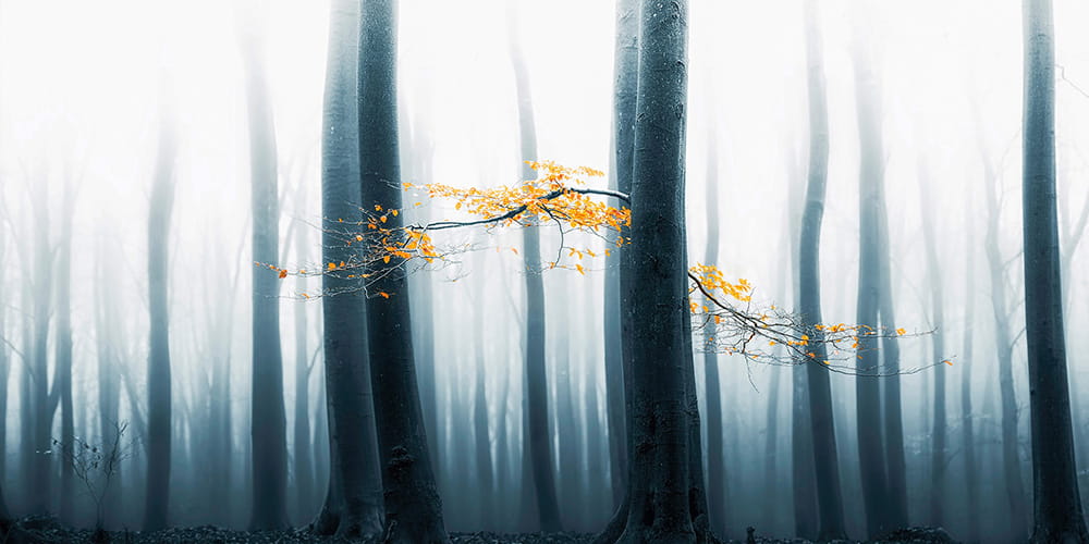 Fototapeta AP Digital 4 DD109288  200g flizelina z połyskiem 5,00 m x 2,50 m